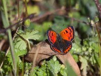 maudoc.com • Lycaena phlaeas •  IMG_5631.jpg   Lycaena phlaeas : Lycaena phlaeas