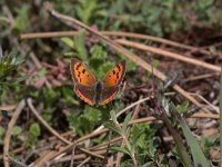 maudoc.com • Lycaena phlaeas •  IMG_5814a.jpg   Lycaena phlaeas : Farfalla, Lycaena phlaeas