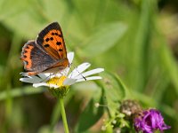 maudoc.com • Lycaena phlaeas •  IMG_6421.jpg   Lycaena phlaeas : Farfalla, Lycaena phlaeas