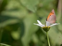 maudoc.com • Lycaena phlaeas •  IMG_6436.jpg   Lycaena phlaeas : Farfalla, Lycaena phlaeas