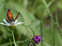 maudoc.com • Lycaena phlaeas •  IMG_6447.jpg   Lycaena phlaeas : Farfalla, Lycaena phlaeas