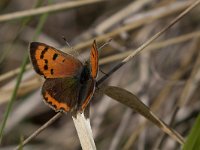 maudoc.com • Lycaena phlaeas •  IMG_6845.jpg   Lycaena phlaeas : Farfalla, Lycaena phlaeas