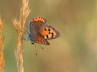 maudoc.com • Lycaena phlaeas •  IMG_8390.jpg   Lycaena phlaeas : Farfalla, Lycaena phlaeas