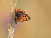 maudoc.com • Lycaena phlaeas •  IMG_8391.jpg   Lycaena phlaeas : Farfalla, Lycaena phlaeas