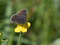 maudoc.com • Lycaena tityrus •  IMG_1841.jpg   Lycaena tityrus : Farfalla, Lycaena tityrus