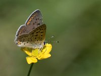 maudoc.com • Lycaena tityrus •  IMG_1852.jpg   Lycaena tityrus : Farfalla, Lycaena tityrus