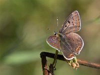 maudoc.com • Lycaena tityrus •  IMG_1885.jpg   Lycaena tityrus : Farfalla, Lycaena tityrus