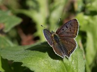 maudoc.com • Lycaena tityrus •  IMG_1894.jpg   Lycaena tityrus : Farfalla, Lycaena tityrus