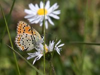 Lycaena tityrus