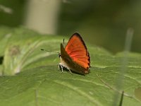 maudoc.com • Lycaena virgaureae •  IMG_0176.jpg   Lycaena virgaureae : Farfalla, Lycaena virgaureae