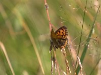 maudoc.com • Lycaena virgaureae •  IMG_0177.jpg   Lycaena virgaureae : Farfalla, Lycaena virgaureae