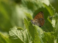 maudoc.com • Lycaena virgaureae •  IMG_0190.jpg   Lycaena virgaureae : Farfalla, Lycaena virgaureae