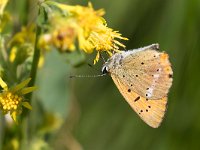 maudoc.com • Lycaena virgaureae •  IMG_0197.jpg   Lycaena virgaureae : Farfalla, Lycaena virgaureae