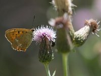 maudoc.com • Lycaena virgaureae •  IMG_0507.jpg   Lycaena virgaureae : Farfalla, Lycaena virgaureae