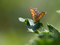 maudoc.com • Lycaena virgaureae •  IMG_0514.jpg   Lycaena virgaureae : Farfalla, Lycaena virgaureae