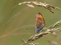 maudoc.com • Lycaena virgaureae •  IMG_0848.jpg   Lycaena virgaureae : Lycaena virgaureae, Farfalla