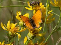 maudoc.com • Lycaena virgaureae •  IMG_0861.jpg   Lycaena virgaureae : Farfalla, Lycaena virgaureae