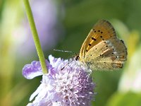 maudoc.com • Lycaena virgaureae •  IMG_5095.jpg   Lycaena virgaureae : Farfalla, Lycaena virgaureae