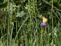 maudoc.com • Lycaena virgaureae •  IMG_5188.jpg   Lycaena virgaureae : Farfalla, Lycaena virgaureae