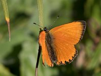 maudoc.com • Lycaena virgaureae •  IMG_5196.jpg   Lycaena virgaureae : Farfalla, Lycaena virgaureae