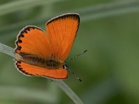 Lycaena virgaureae