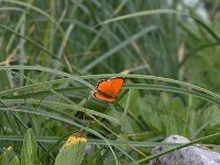 maudoc.com • Lycaena virgaureae •  IMG_5991.jpg   Lycaena virgaureae : Farfalla, Lycaena virgaureae, orchidea