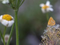 maudoc.com • Lycaena virgaureae •  IMG_6001.jpg   Lycaena virgaureae : Farfalla, Lycaena virgaureae