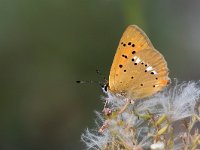 maudoc.com • Lycaena virgaureae •  IMG_6004.jpg   Lycaena virgaureae : Farfalla, Lycaena virgaureae