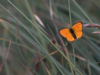 maudoc.com • Lycaena virgaureae •  IMG_6007.jpg   Lycaena virgaureae : Farfalla, Lycaena virgaureae