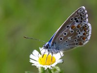 maudoc.com • Lysandra bellargus •  IMG_1106.jpg   Lysandra bellargus : Polyommatus bellargus