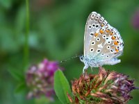 maudoc.com • Lysandra bellargus •  IMG_1138.jpg   Lysandra bellargus : Polyommatus bellargus