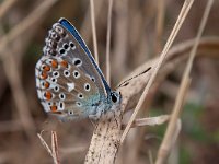 maudoc.com • Lysandra bellargus •  IMG_3419.jpg   Lysandra bellargus : Farfalla