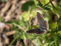 maudoc.com • Lysandra bellargus •  IMG_3853.jpg   Lysandra bellargus : Farfalla