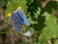 maudoc.com • Lysandra bellargus •  IMG_3860.jpg   Lysandra bellargus : Farfalla