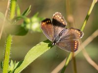 maudoc.com • Lysandra bellargus •  IMG_4101.jpg   Lysandra bellargus : Farfalla, Polyommatus bellargus