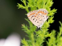 maudoc.com • Lysandra bellargus •  IMG_4238.jpg   Lysandra bellargus : Polyommatus icarus, Farfalla