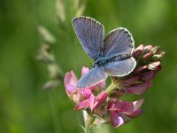 maudoc.com • Lysandra bellargus •  IMG_4311a.jpg   Lysandra bellargus : Farfalla