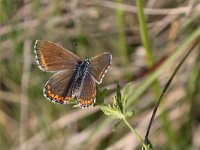 maudoc.com • Lysandra bellargus •  IMG_4374.jpg   Lysandra bellargus : Farfalla