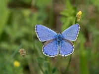 maudoc.com • Lysandra bellargus •  IMG_4571.jpg   Lysandra bellargus : Farfalla, Polyommatus bellargus