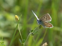 maudoc.com • Lysandra bellargus •  IMG_4580.jpg   Lysandra bellargus : Farfalla, Polyommatus bellargus