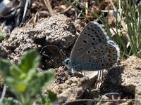 maudoc.com • Lysandra bellargus •  IMG_5281.jpg   Lysandra bellargus : Polyommatus bellargus