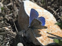 maudoc.com • Lysandra bellargus •  IMG_5283.jpg   Lysandra bellargus : Polyommatus bellargus