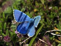 maudoc.com • Lysandra bellargus •  IMG_5285.jpg   Lysandra bellargus : Polyommatus bellargus