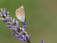 maudoc.com • Lysandra bellargus •  IMG_5715.jpg   Lysandra bellargus : Farfalla, Polyommatus bellargus