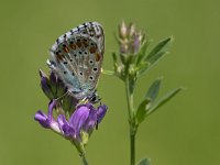 maudoc.com • Lysandra bellargus •  IMG_6617.jpg   Lysandra bellargus : Farfalla, Polyommatus bellargus