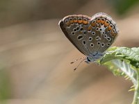 maudoc.com • Lysandra bellargus •  IMG_6698.jpg   Lysandra bellargus : Farfalla, Polyommatus bellargus