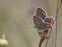 Lysandra bellargus