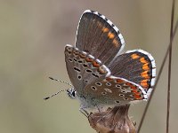 maudoc.com • Lysandra bellargus •  IMG_6902.jpg   Lysandra bellargus : Farfalla