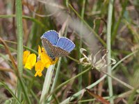 maudoc.com • Lysandra bellargus •  IMG_6913.jpg   Lysandra bellargus : Farfalla