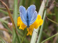 maudoc.com • Lysandra bellargus •  IMG_6914.jpg   Lysandra bellargus : Farfalla